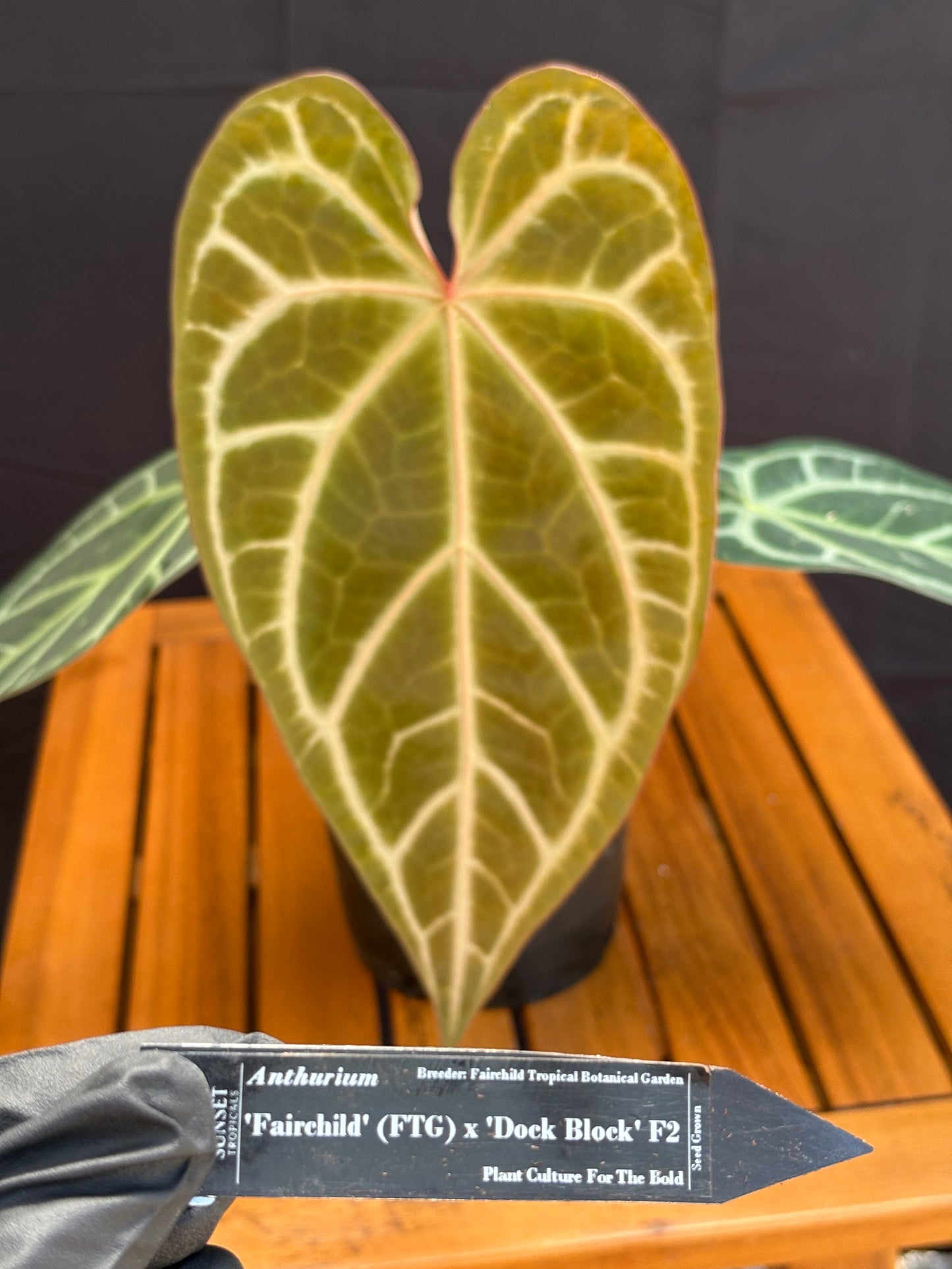 Anthurium Fairchild x Doc Block F2