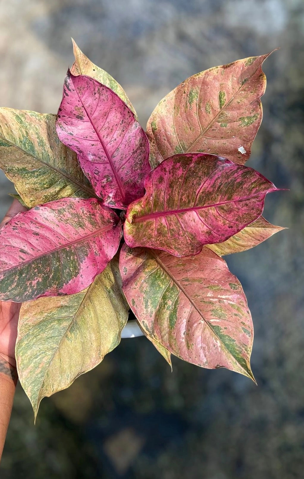 Anthurium Hookeri Pink Variegated TC (in vitro)