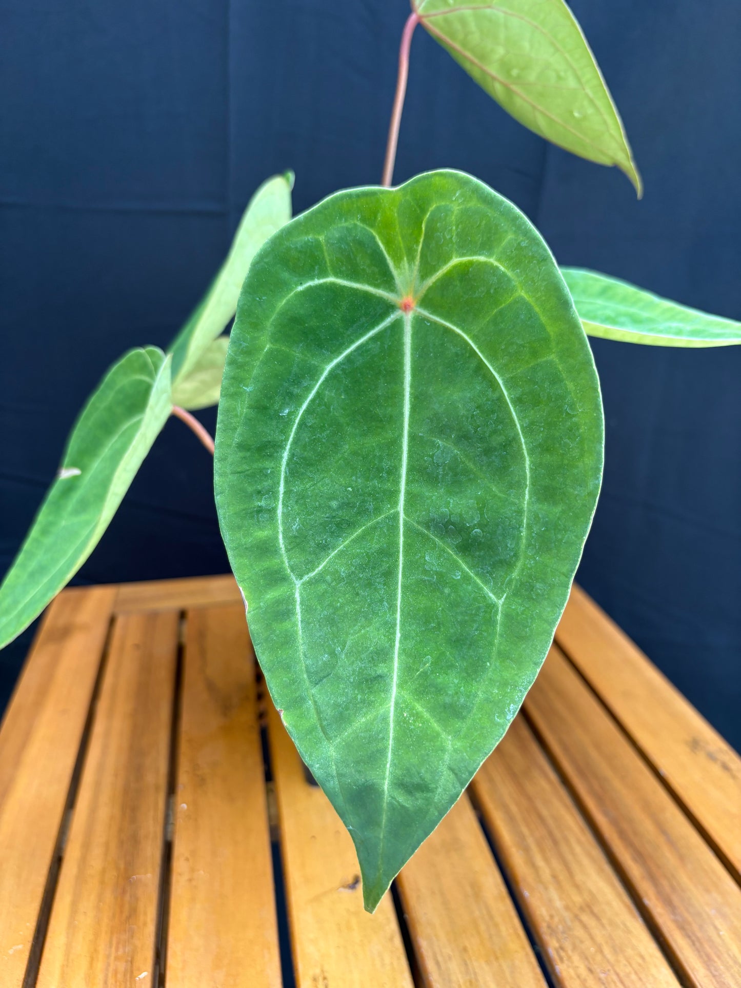 Anthurium Red Spider