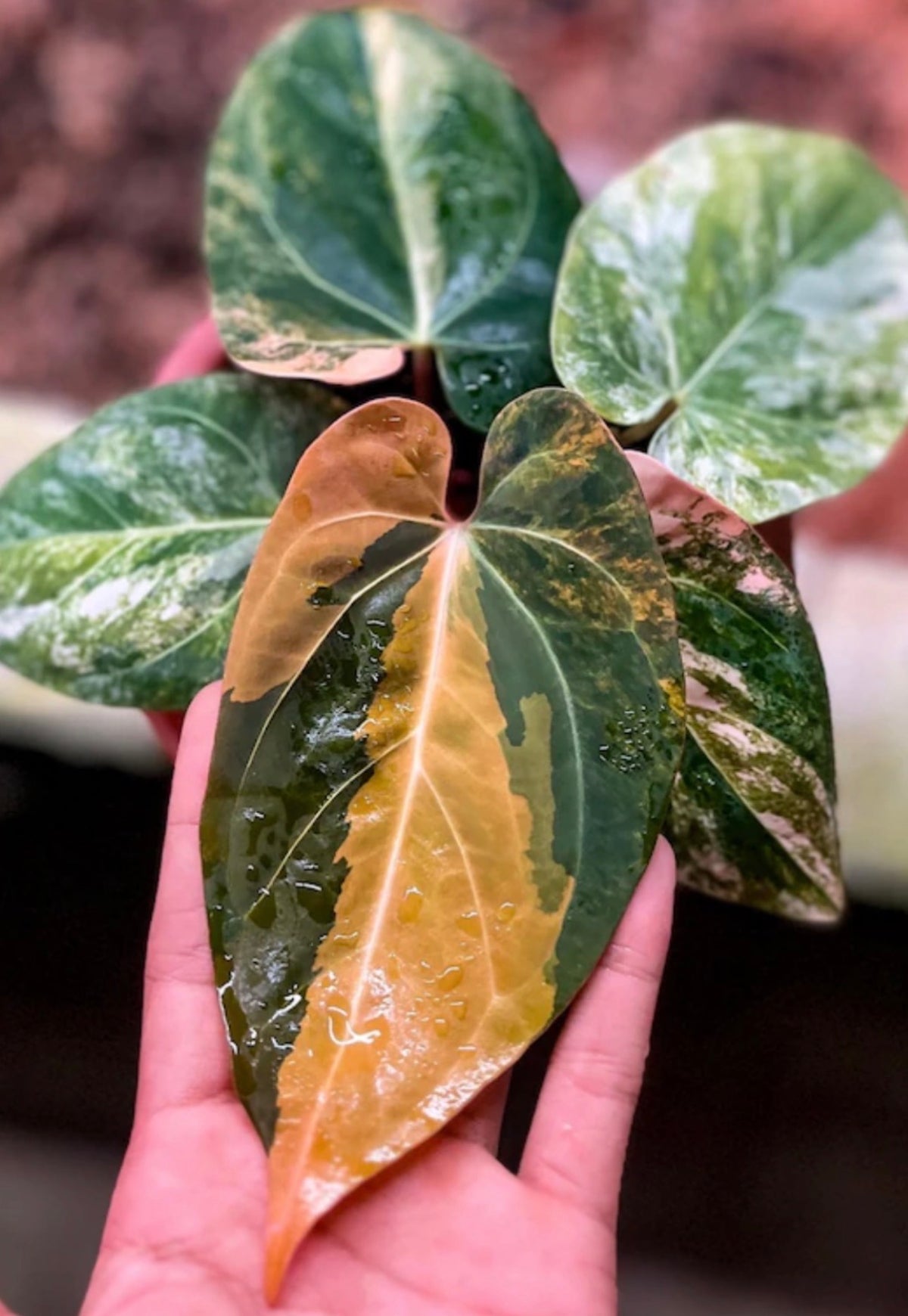 Variegated Anthurium Dark Phoenix TC (in vitro)