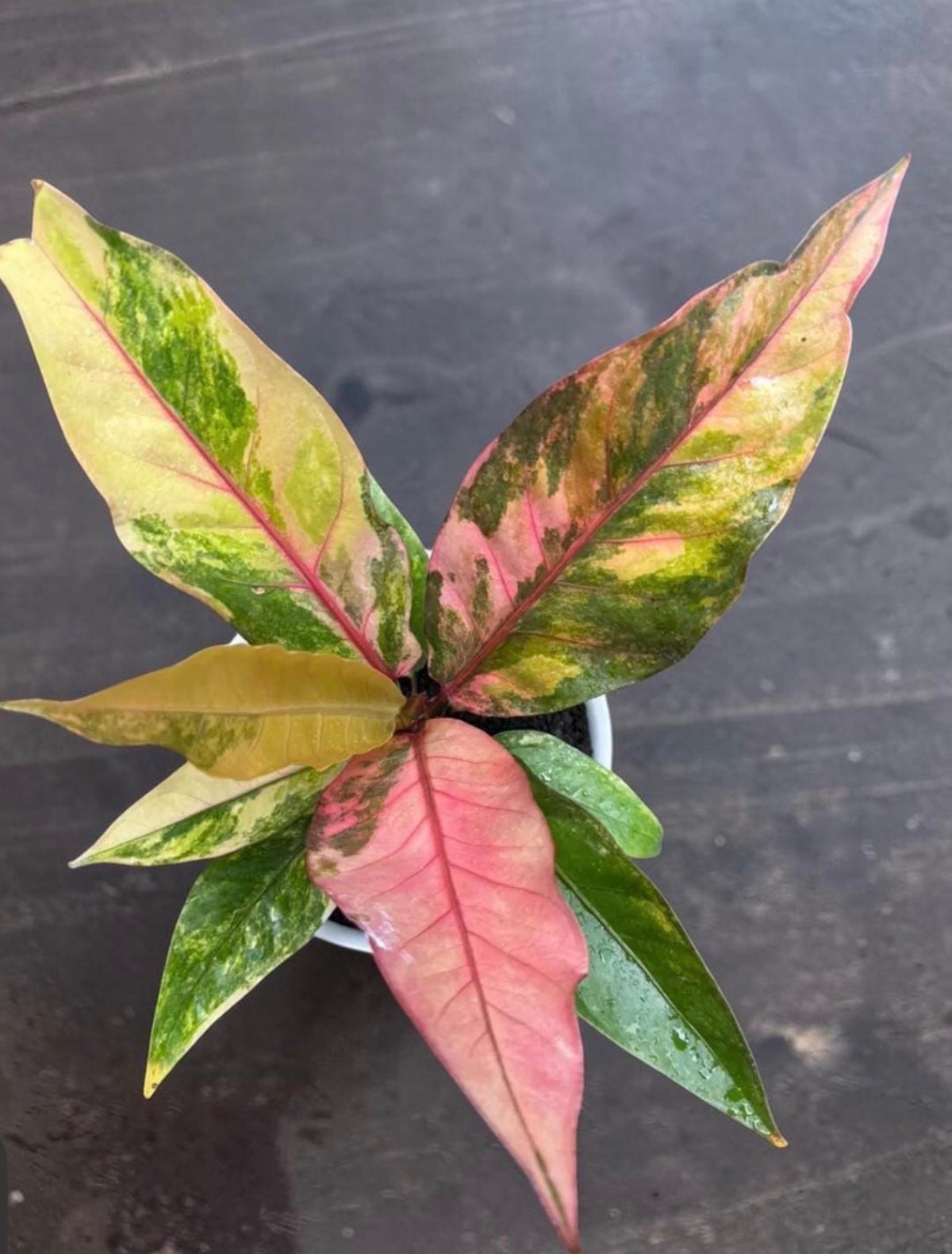 Anthurium Hookeri Pink Variegated TC (in vitro)