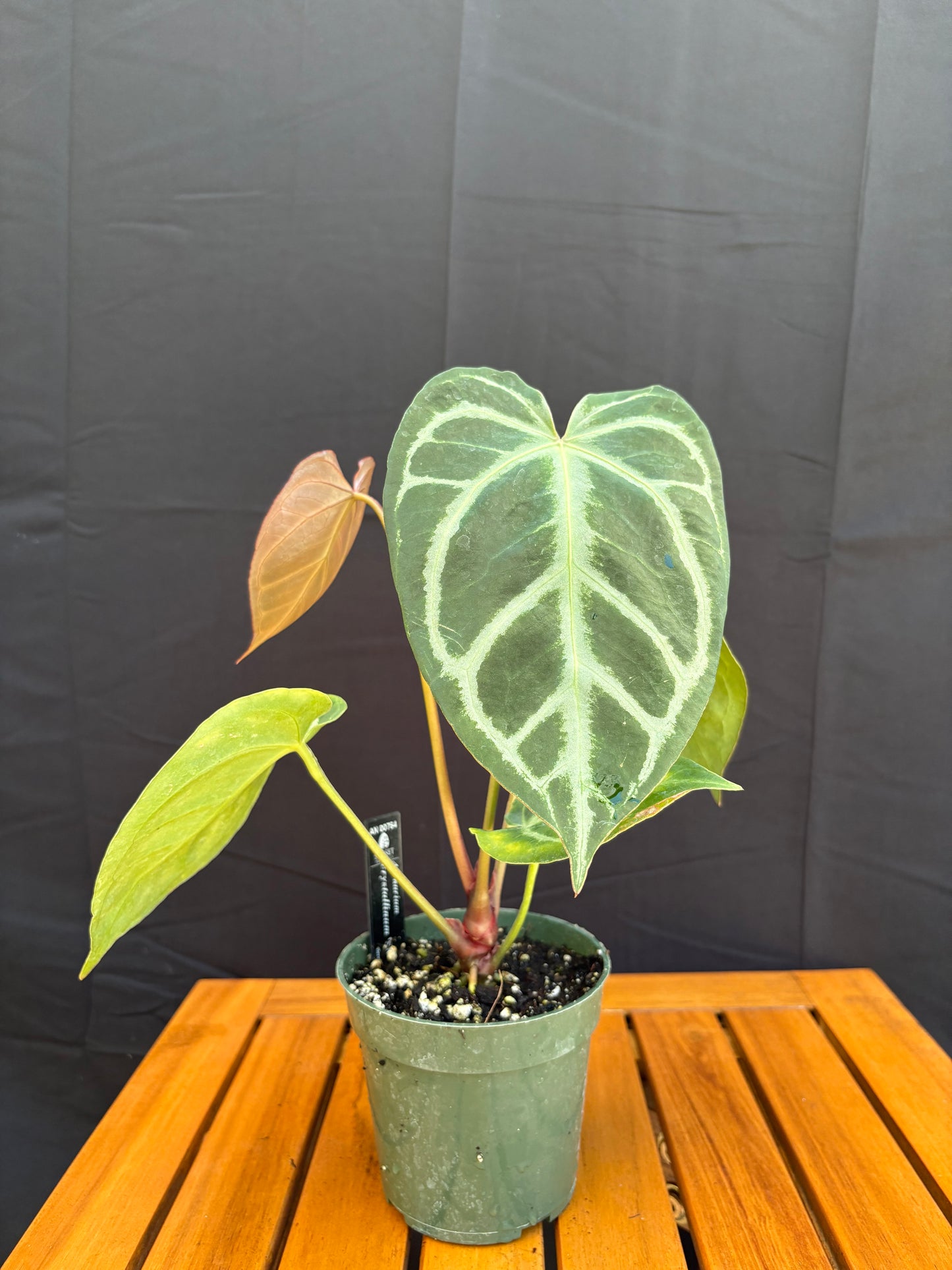 Anthurium ‘Silver Blush’