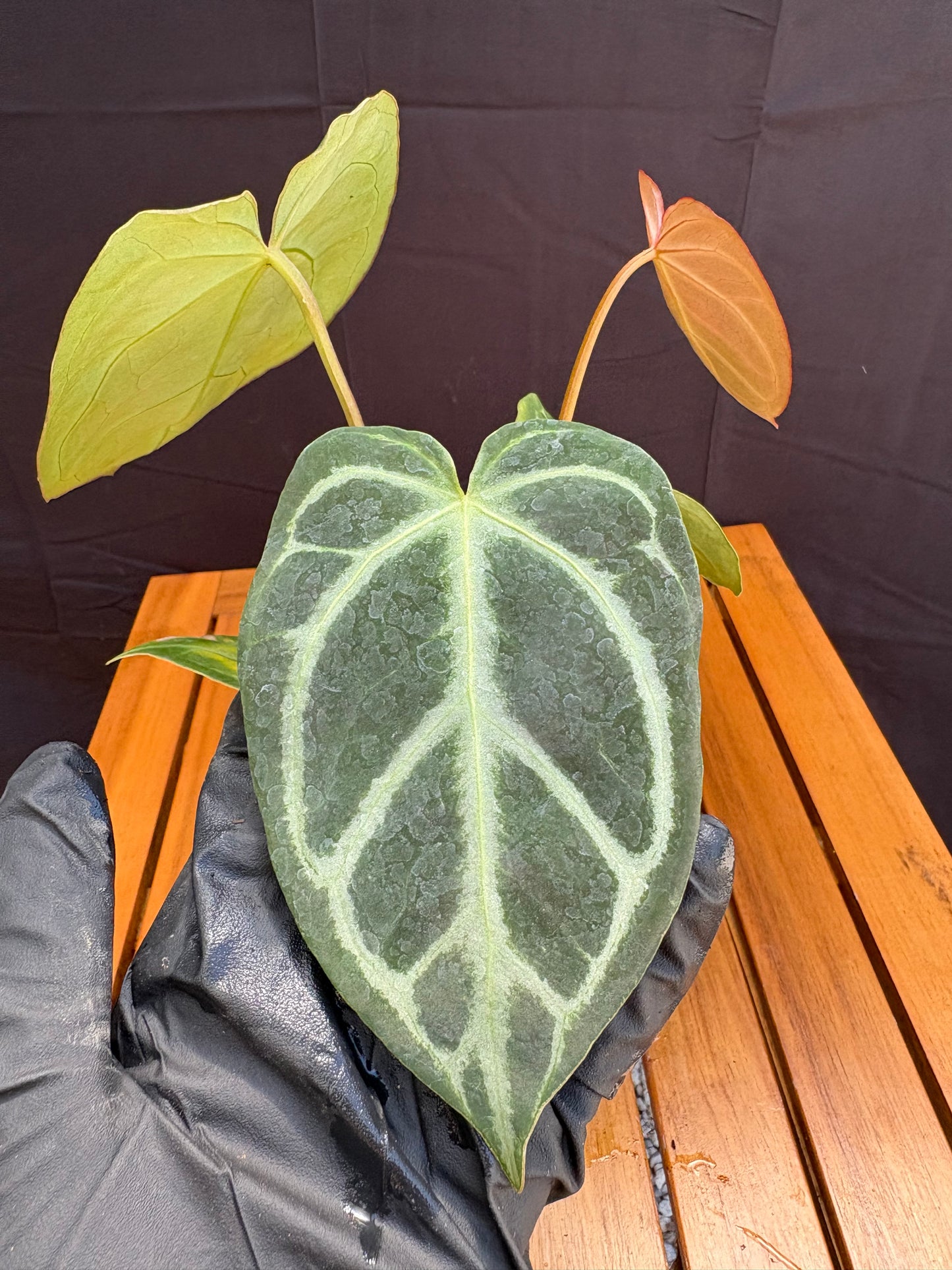 Anthurium ‘Silver Blush’