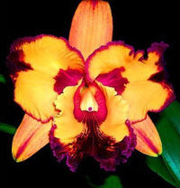 Orchid Rhyncholaeliocattleya Memoria Charles Mitamura, 'Kaleidoscope'