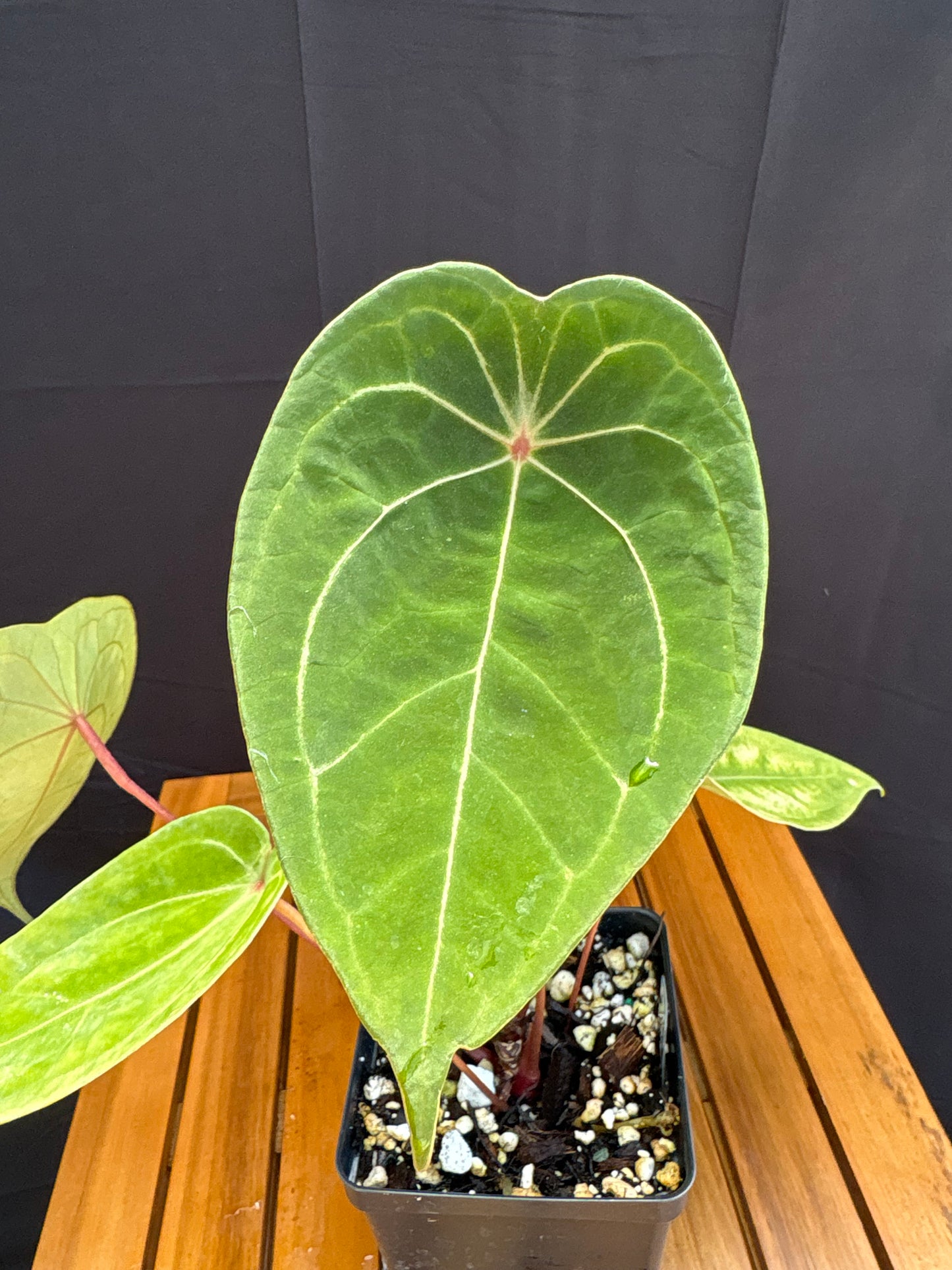 Anthurium Red Spider