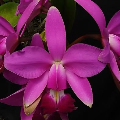 Orchid Cattleya violacea (species)