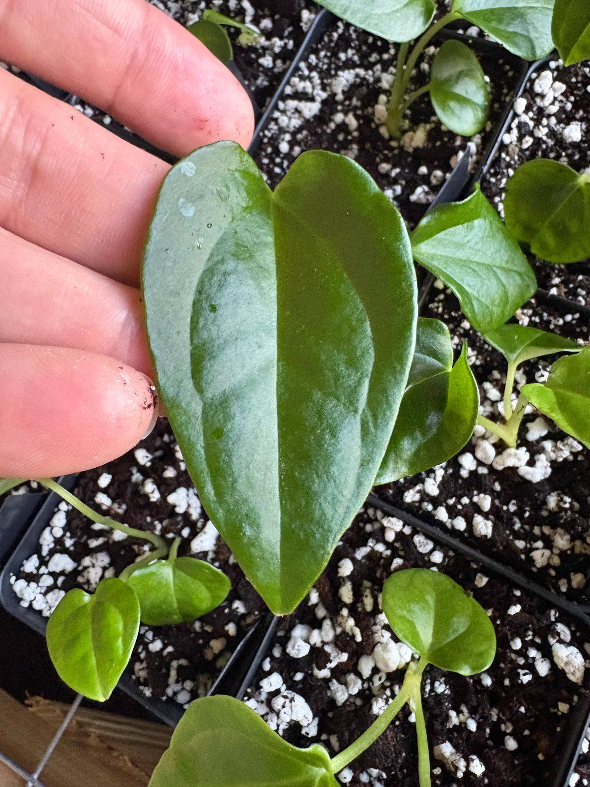 Anthurium carlablackiae OG1x5 x cerrocampanense