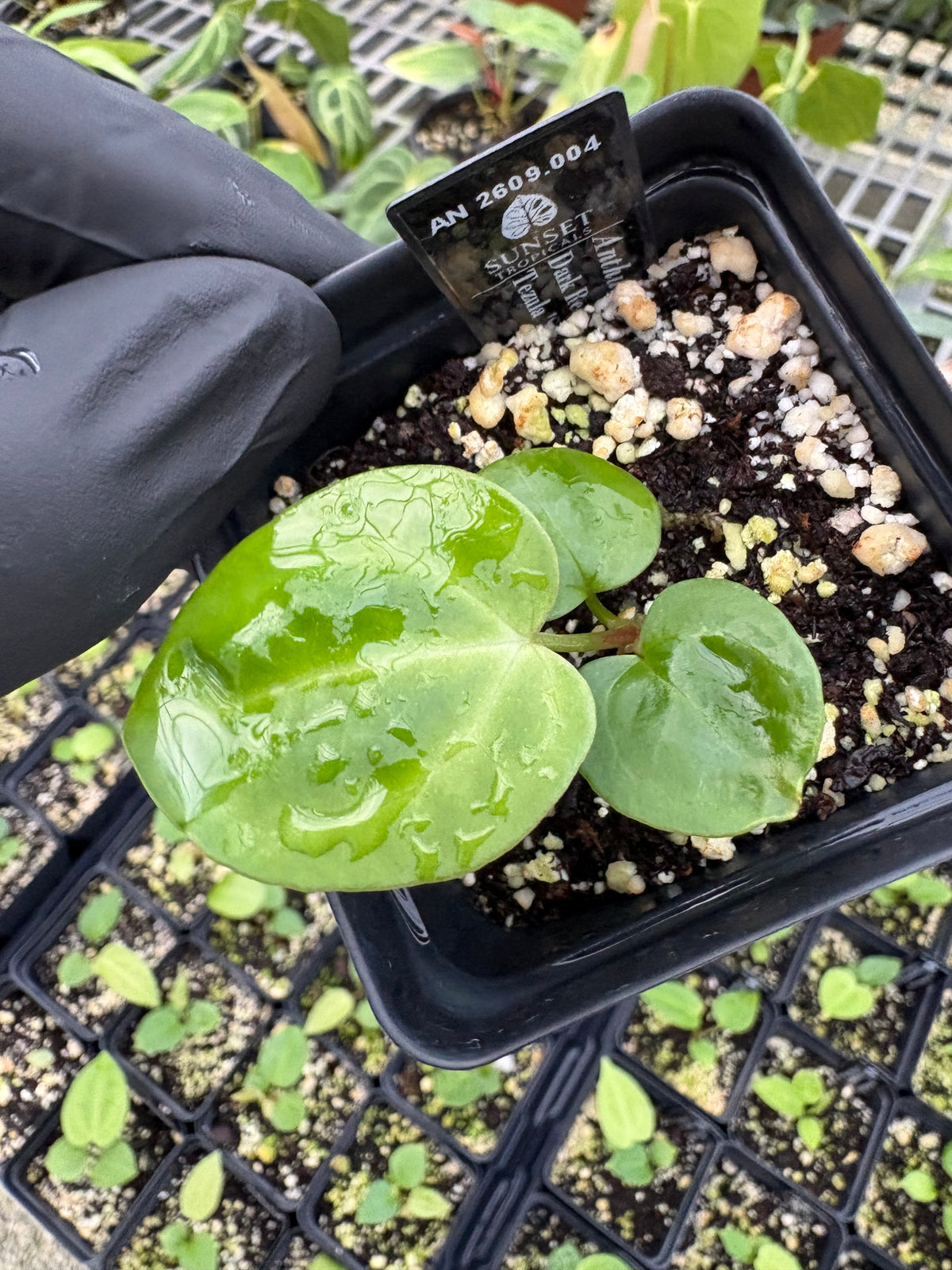 Anthurium Red Crystal x (Pap 'Soul Reaper’ x Sam’s Red)