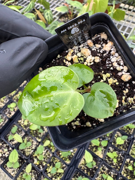 Anthurium Red Crystal x (Pap 'Soul Reaper’ x Sam’s Red) (seedling)
