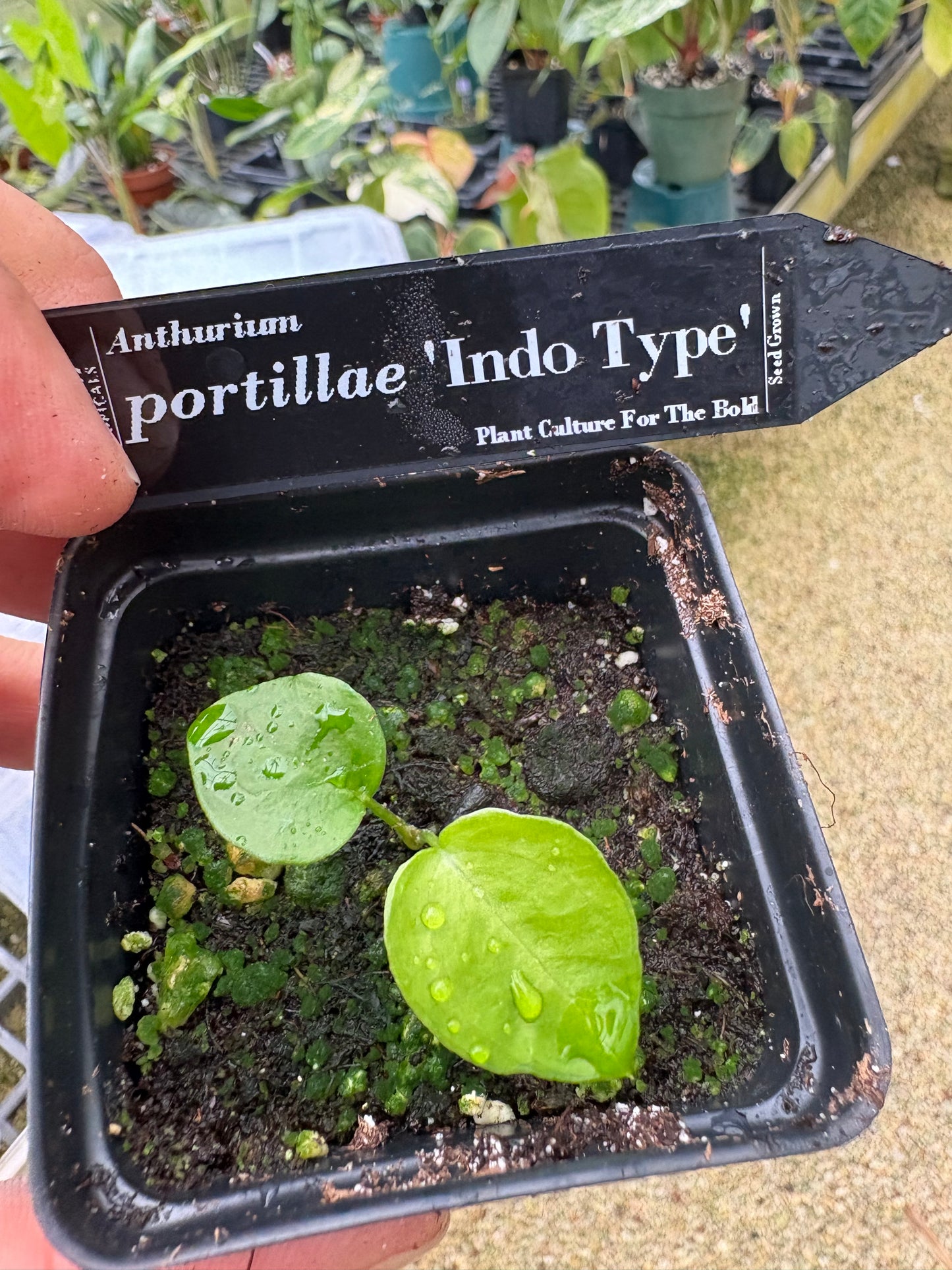Anthurium portillae ‘Indo Type’