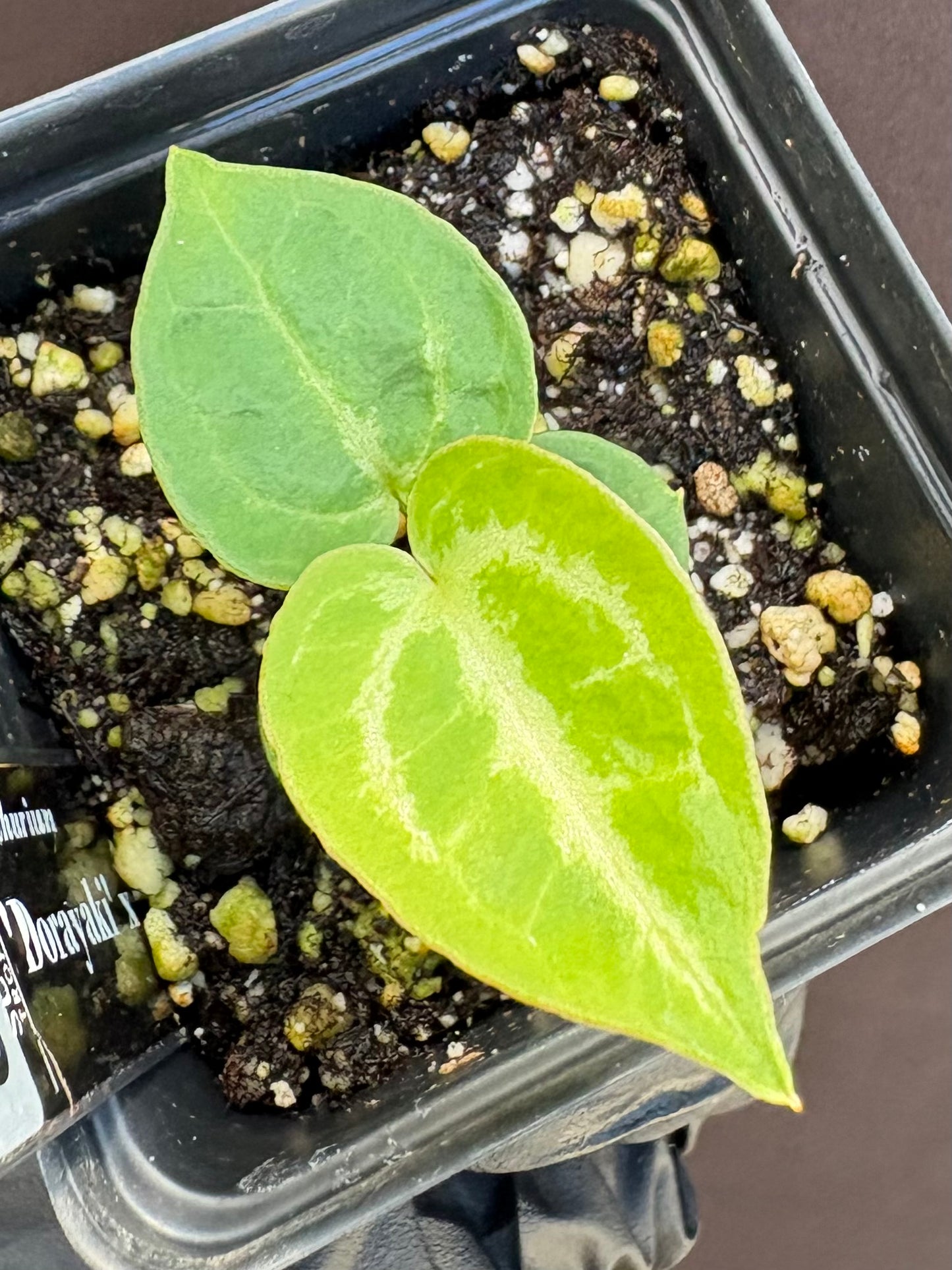 Anthurium Dorayaki x Silver Tiger