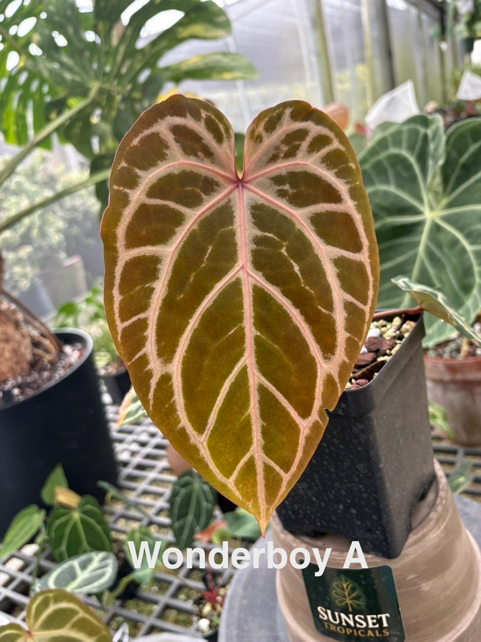 Anthurium Wonderboy x Michelle