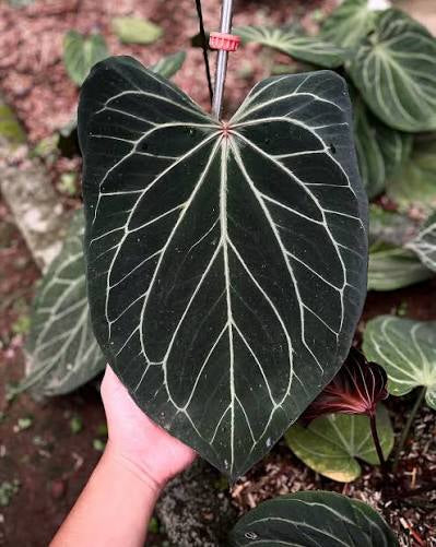 Anthurium King of Spades Butterfly TC (in vitro)