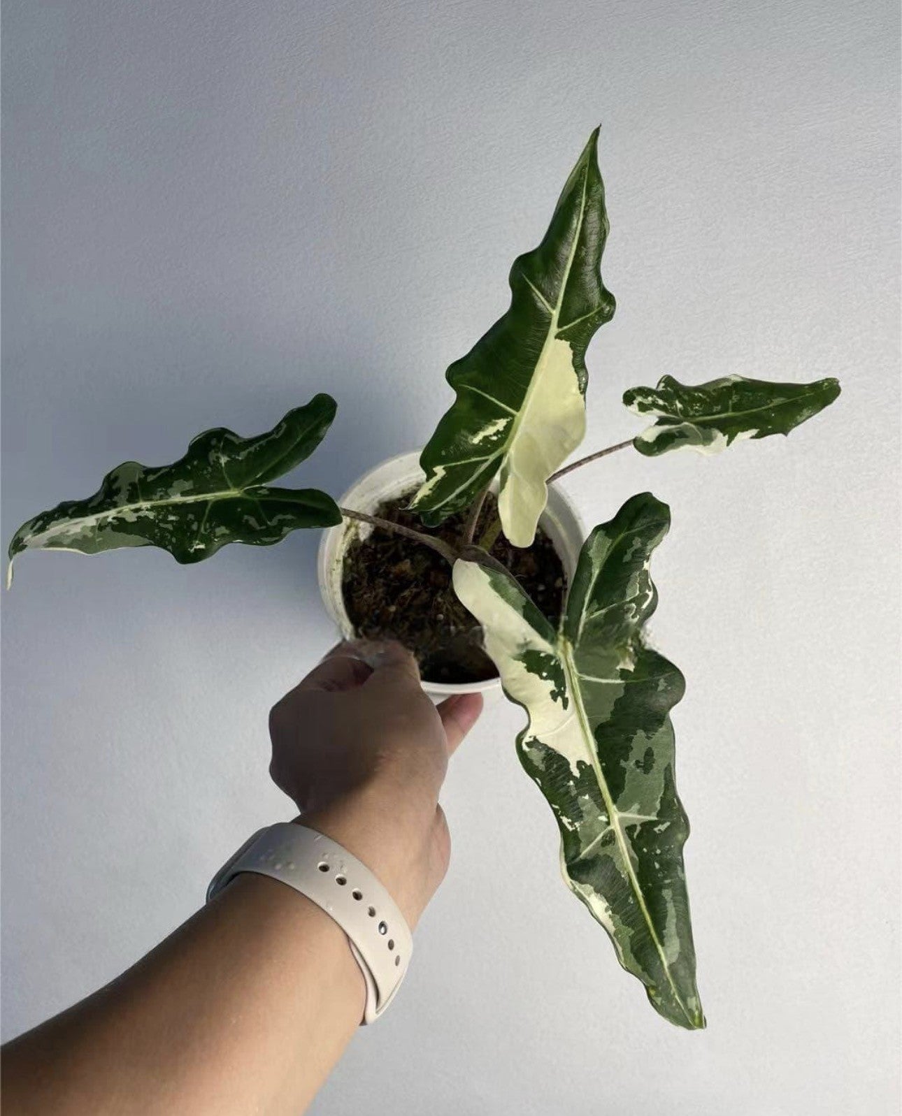 Alocasia Sarian Albo Variegated TC (in vitro)
