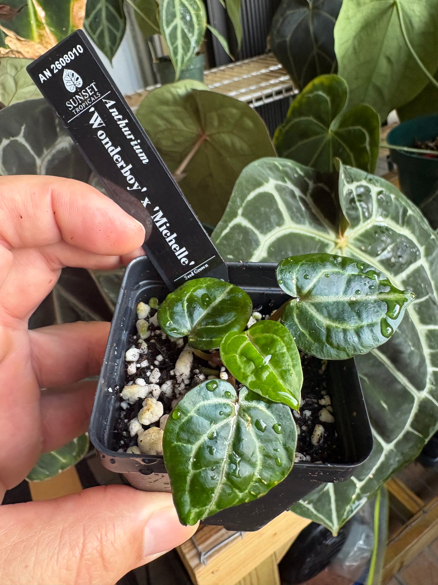 Anthurium Wonderboy x Michelle