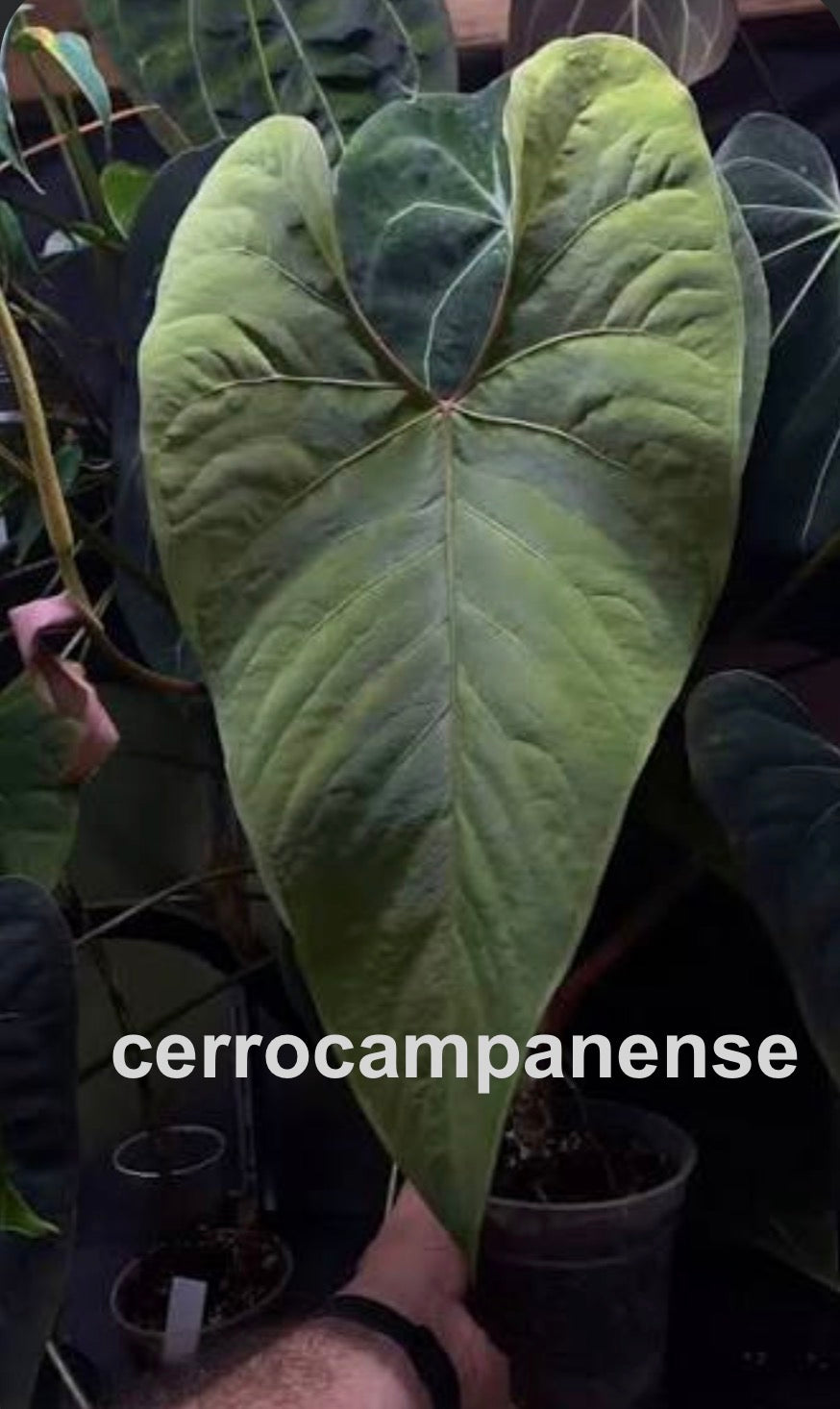 Anthurium carlablackiae OG1x5 x cerrocampanense