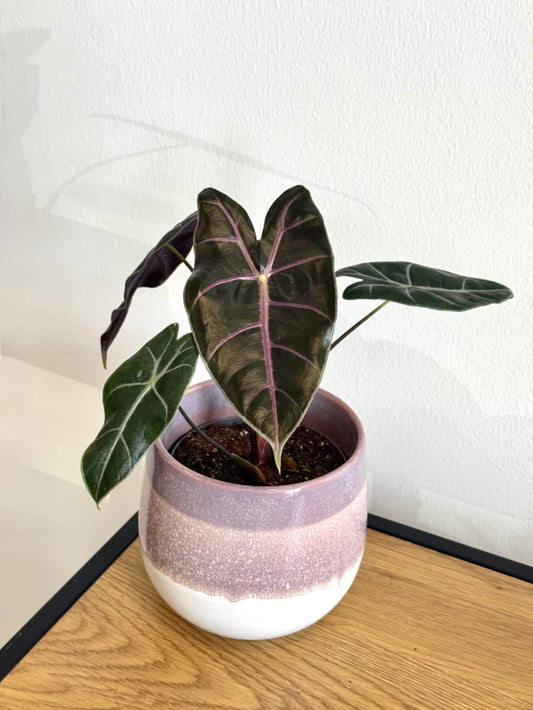 Alocasia longiloba Grandis ‘Purple Vein’ TC (in vitro)