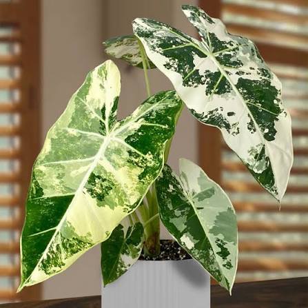 Alocasia Frydek TC (in vitro)