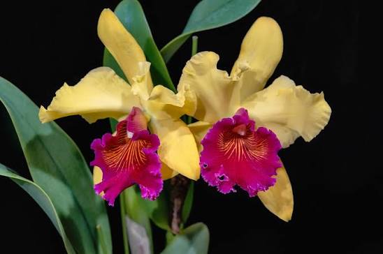 Orchid Rhyncholaeliocattleya Alma Kee ‘Tipmalee’ AM/AOS