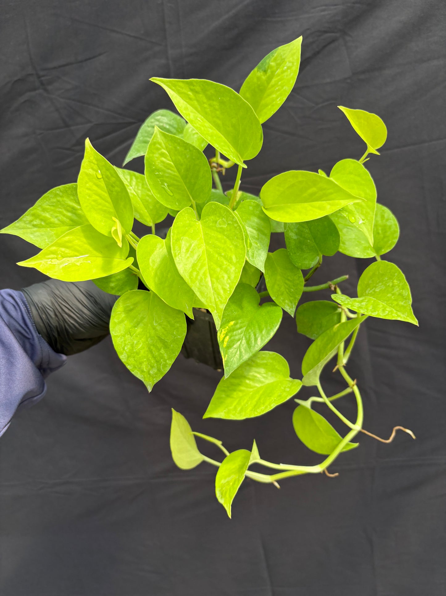 Epipremnum aureum ‘Neon Pothos’