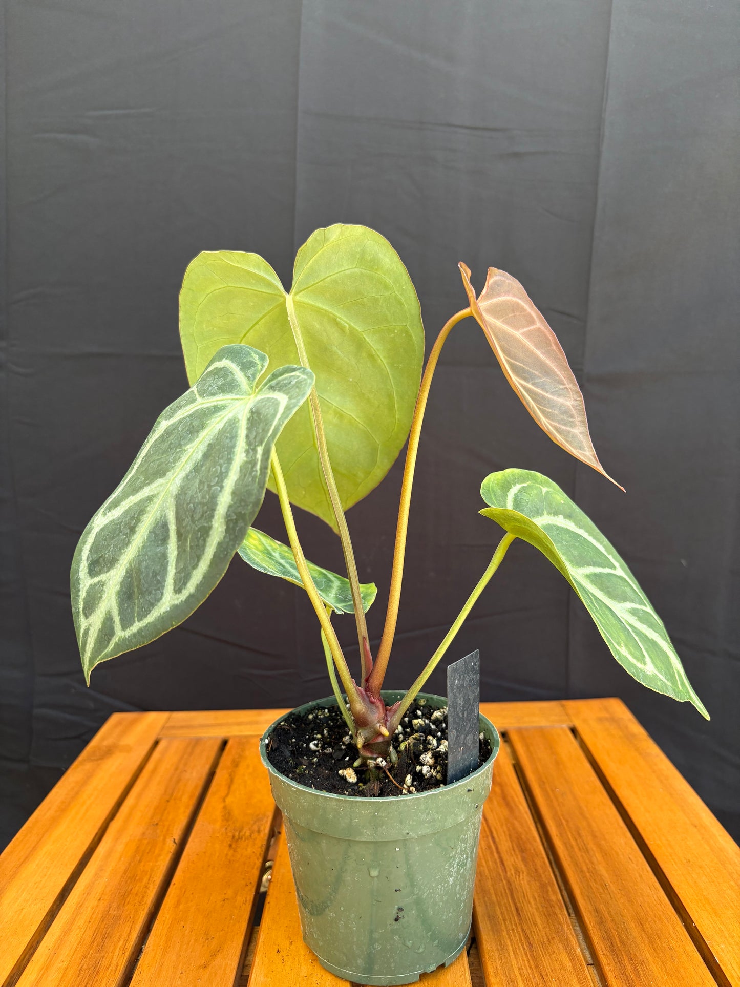 Anthurium ‘Silver Blush’