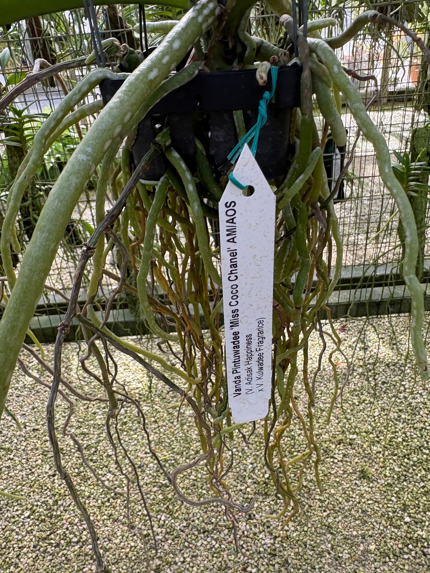 Orchid Vanda Pintuwadee ‘Miss Coco Chanel’ AM/AOS