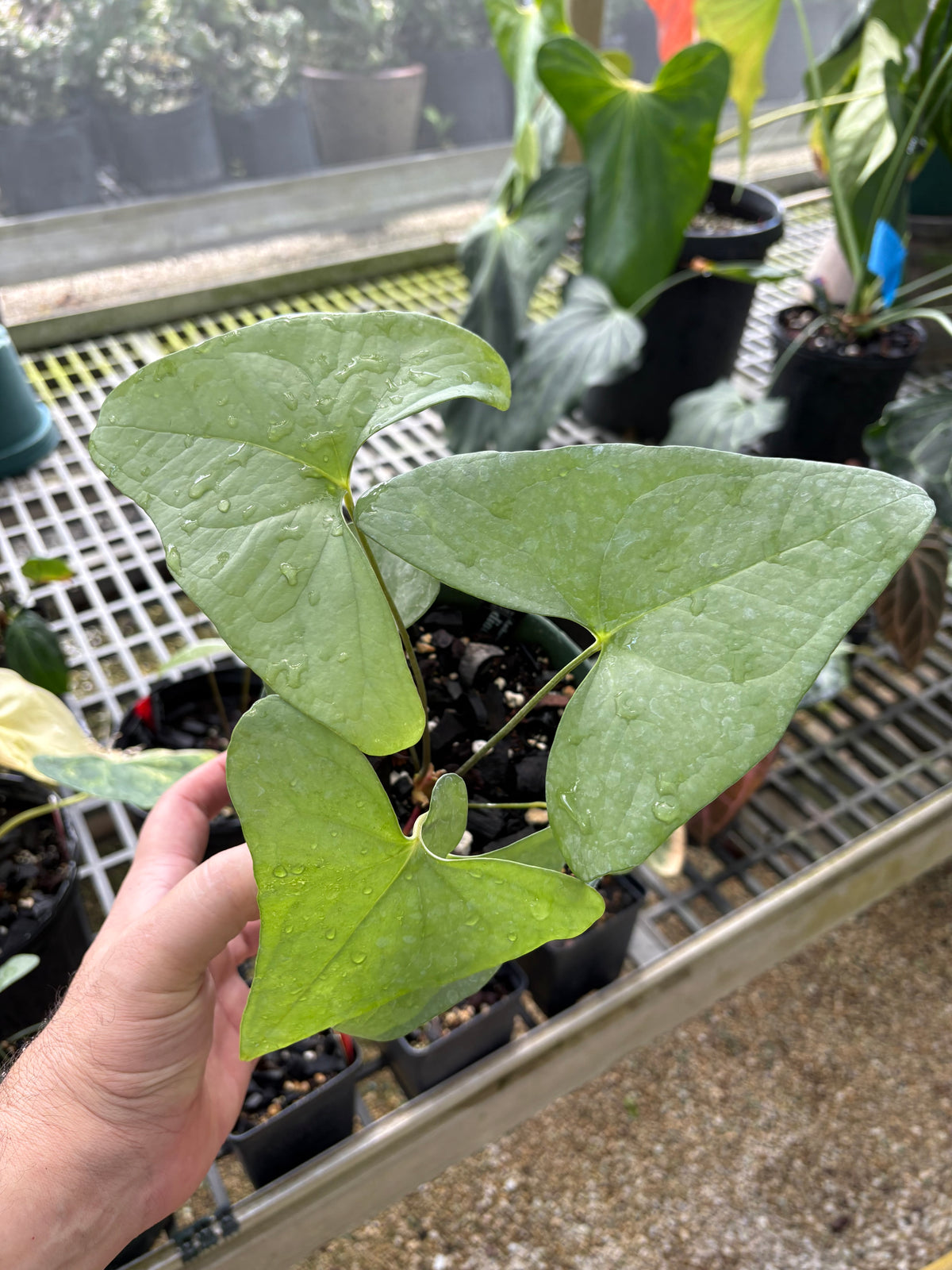 SKG Anthurium diabloense