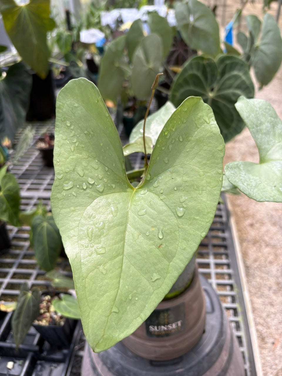 Anthurium Diabolense (0709)