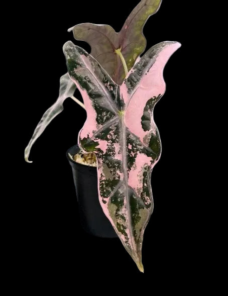Alocasia Nobilis Pink Variegated TC (in vitro)