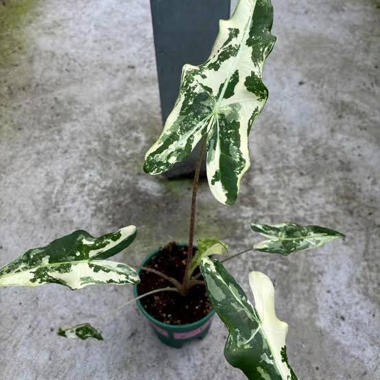 Alocasia Sarian Albo Variegated TC (in vitro)