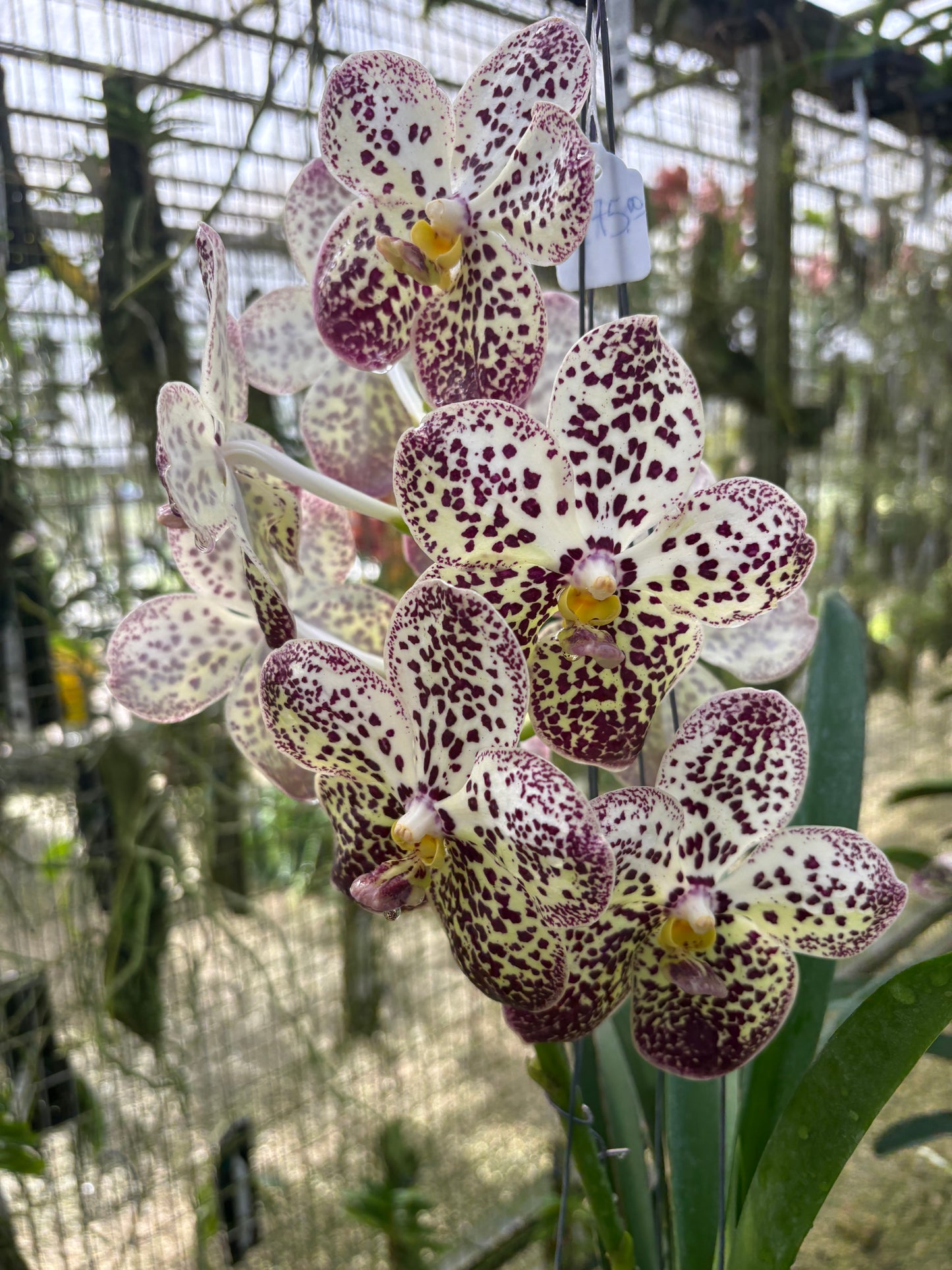 Orchid Vanda Pintuwadee ‘Miss Coco Chanel’ AM/AOS