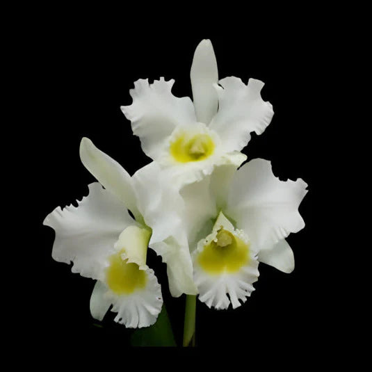 Orchid Rhyncholaeliocattleya Burdekin Wonder 'Lakeland' AM/AOS