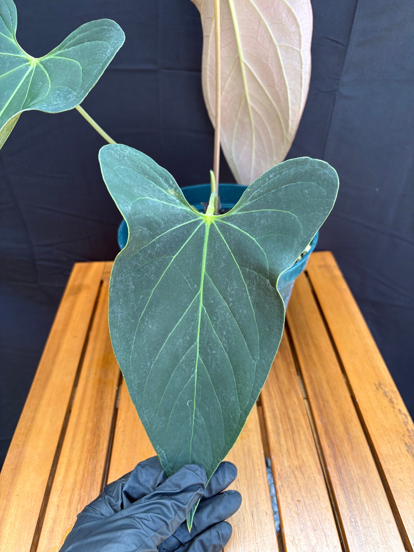 Anthurium ’Justin’