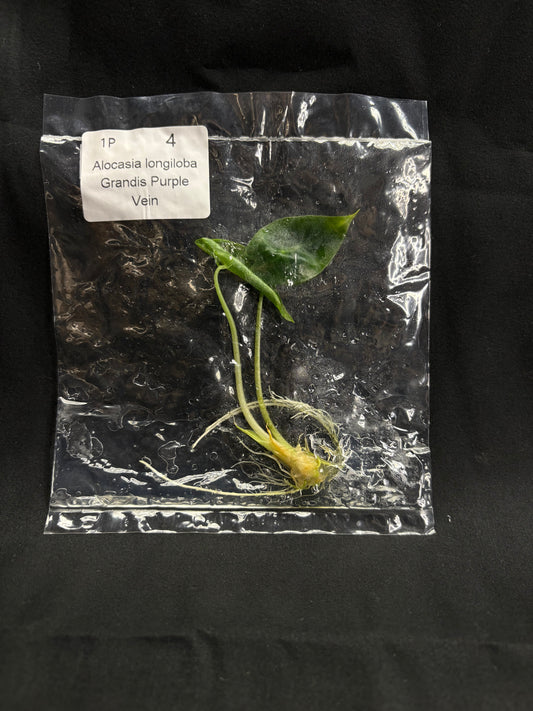 Alocasia longiloba Grandis ‘Purple Vein’ TC (in vitro)