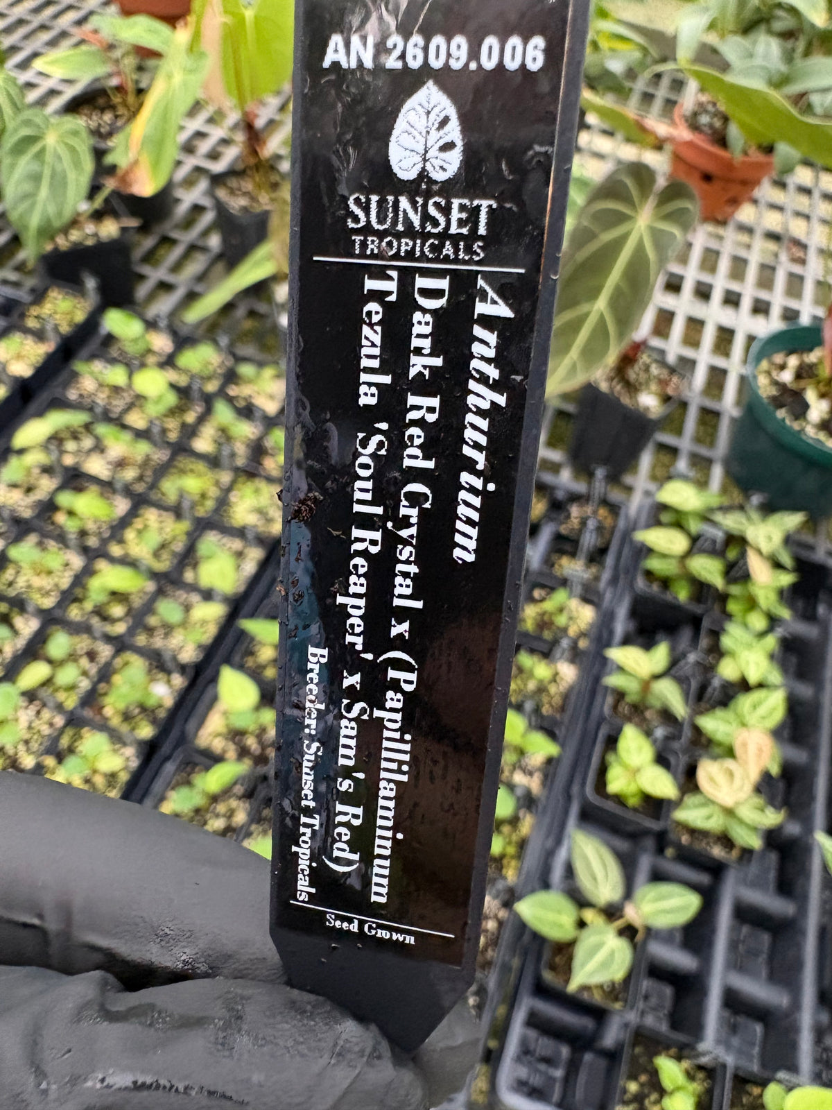 Anthurium Red Crystal x (Pap 'Soul Reaper’ x Sam’s Red)
