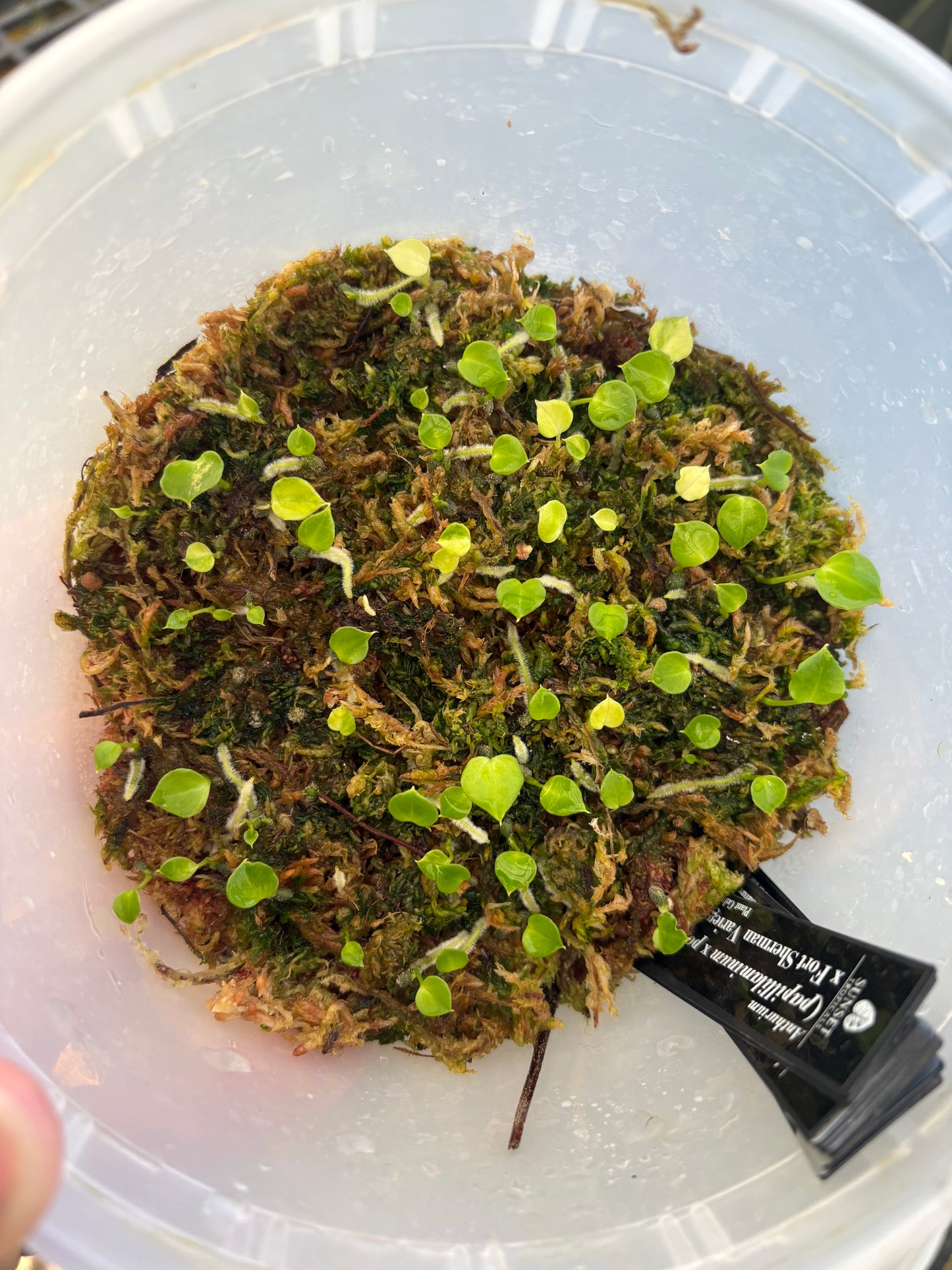 Community pot (Pap x Portillae) x Fort Sherman variegated ~65 plants
