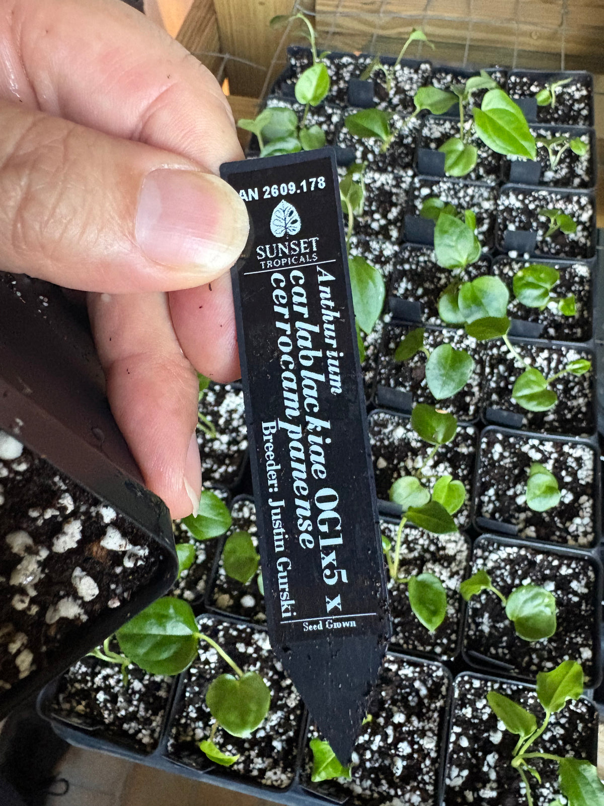Anthurium carlablackiae OG1x5 x cerrocampanense