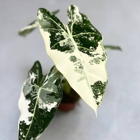 Alocasia Frydek TC (in vitro)