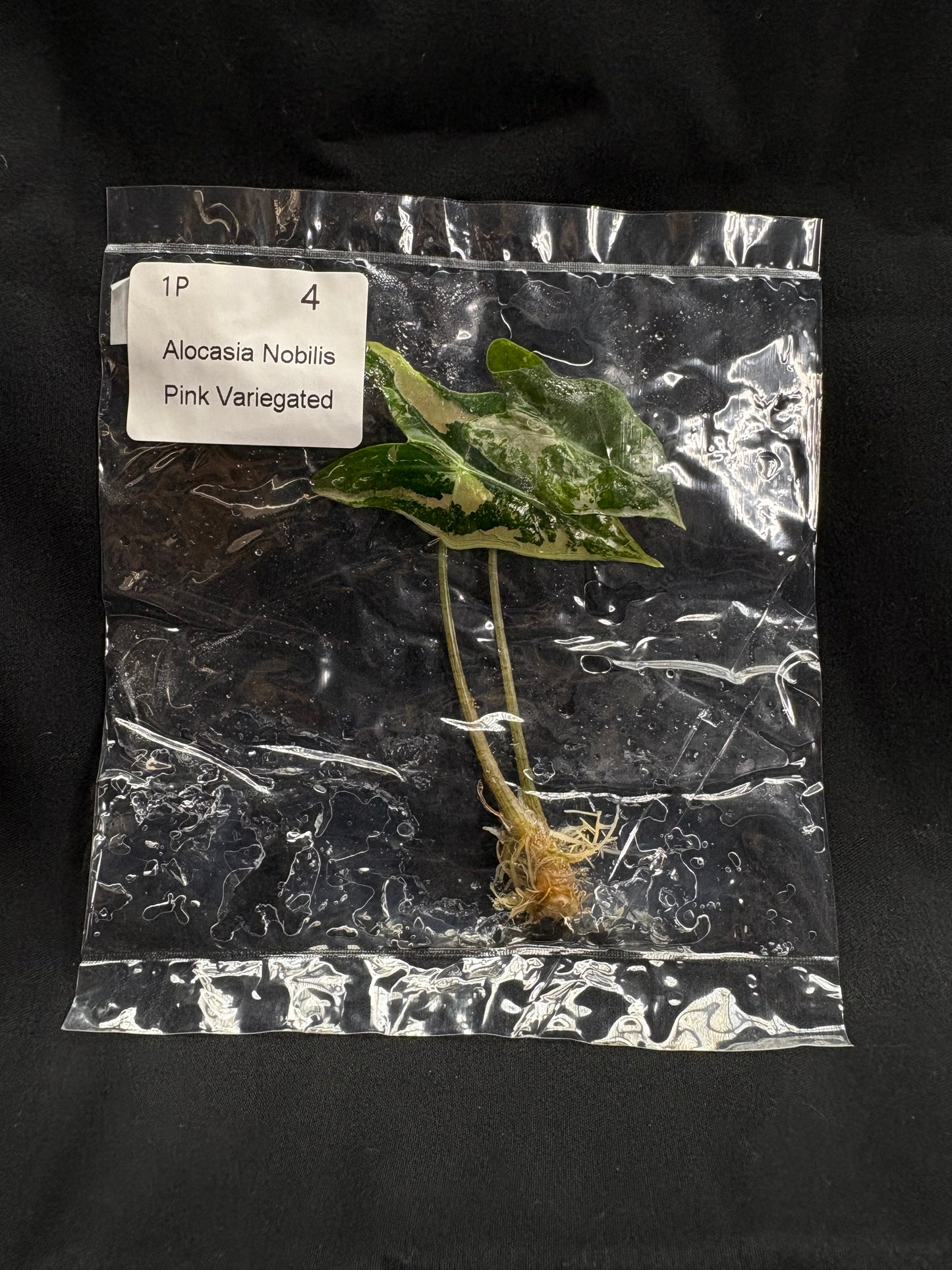 Alocasia Nobilis Pink Variegated TC (in vitro)