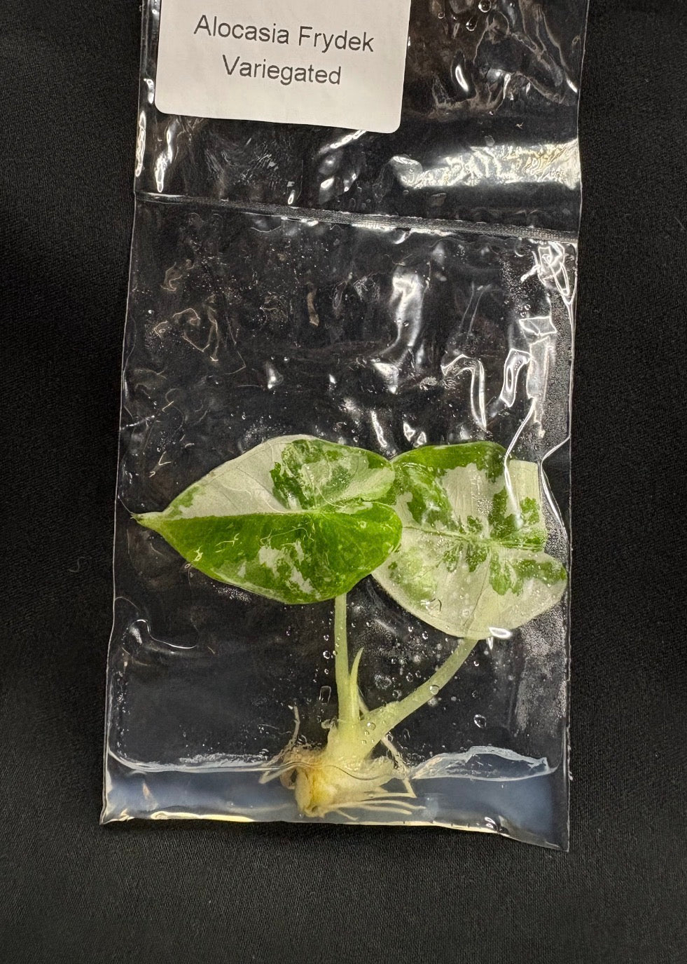 Alocasia Frydek TC (in vitro)