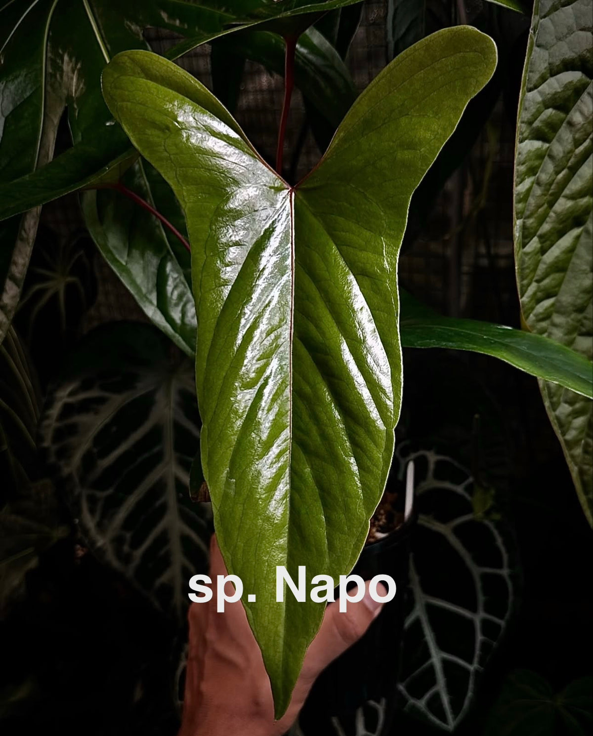 Anthurium sp. Napo x Anthurium Red Vein Dark Phoenix TC