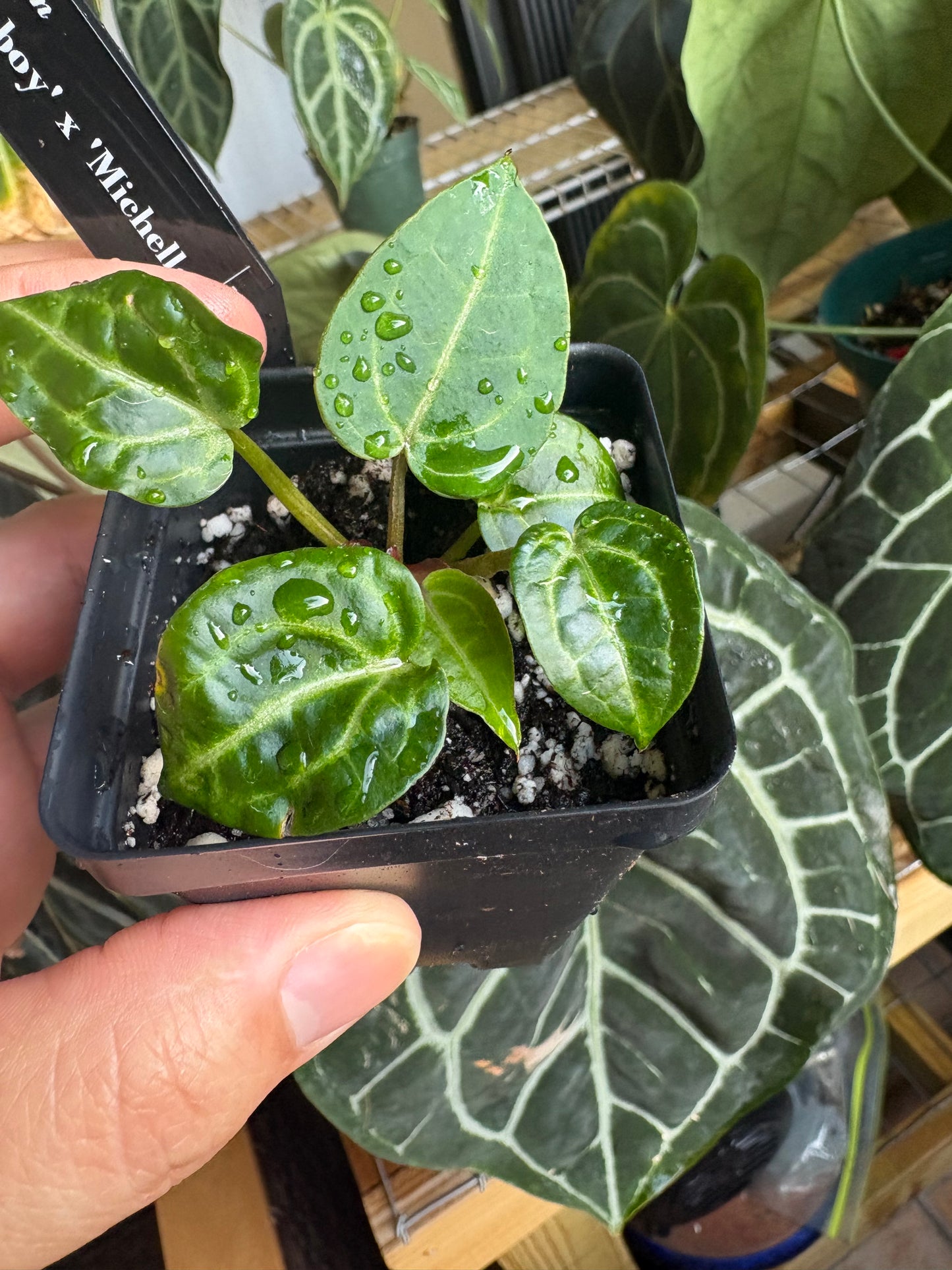 Anthurium Wonderboy x Michelle