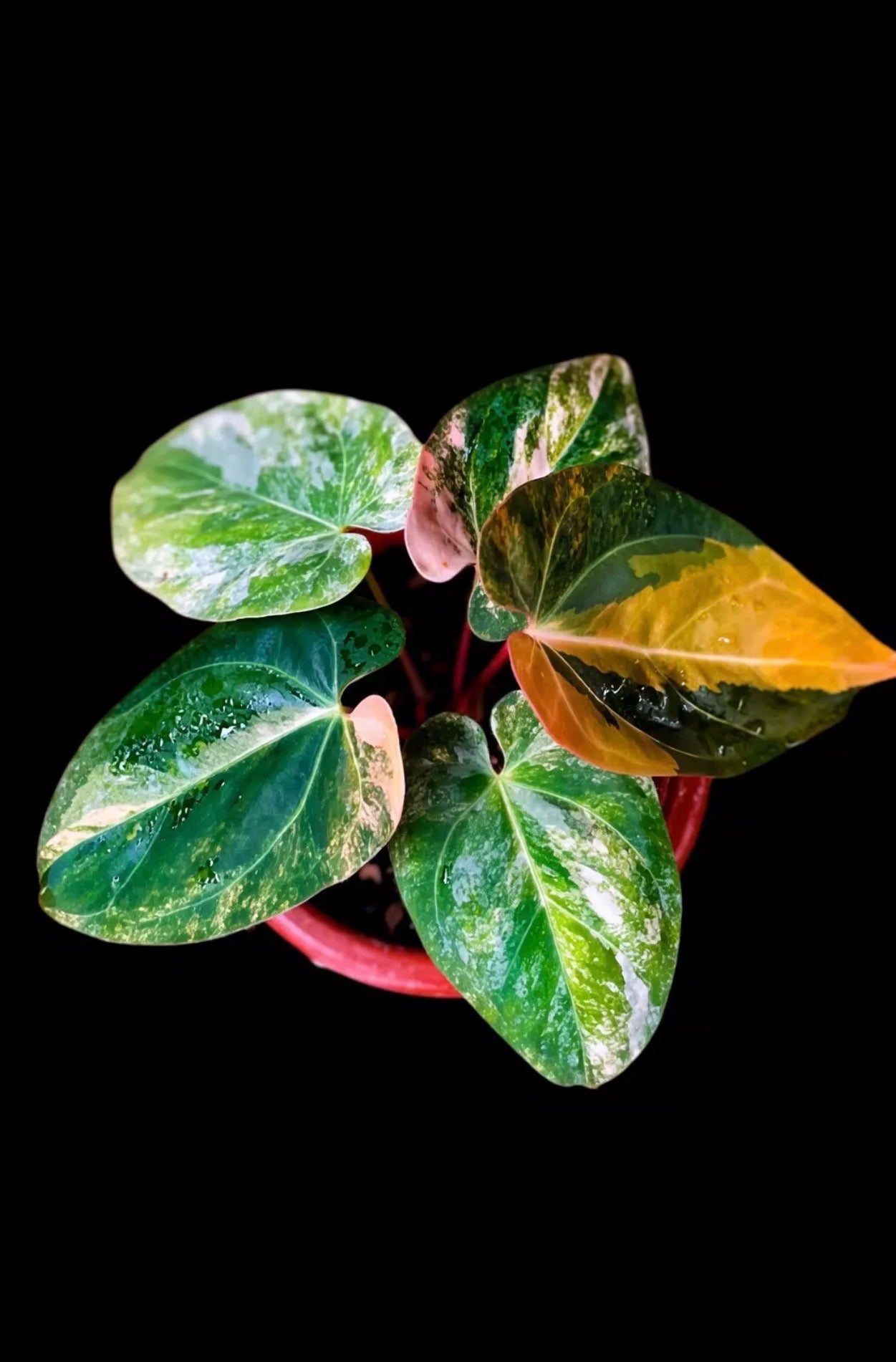 Anthurium Dark Phoenix Variegated TC (in vitro)