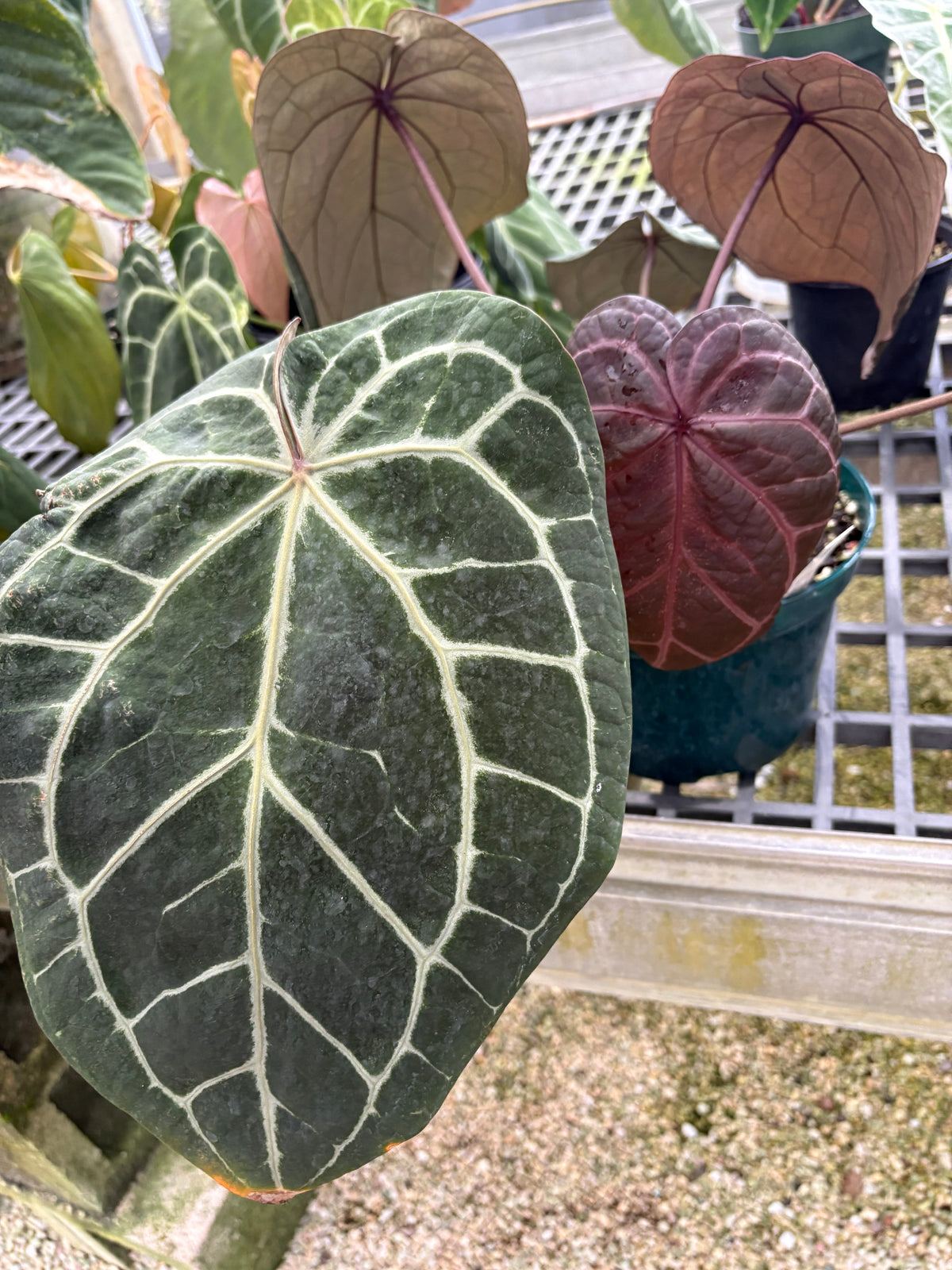 Anthurium Red Crystal x (Pap 'Soul Reaper’ x Sam’s Red)