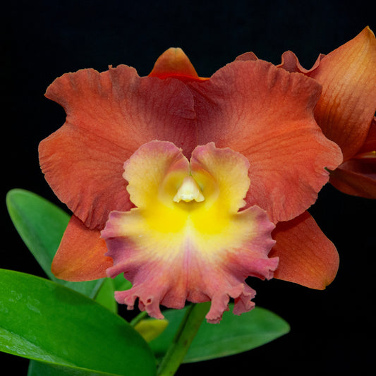 Orchid Rhyncholaeliocattleya Star of Siam ‘Apricot Glow’