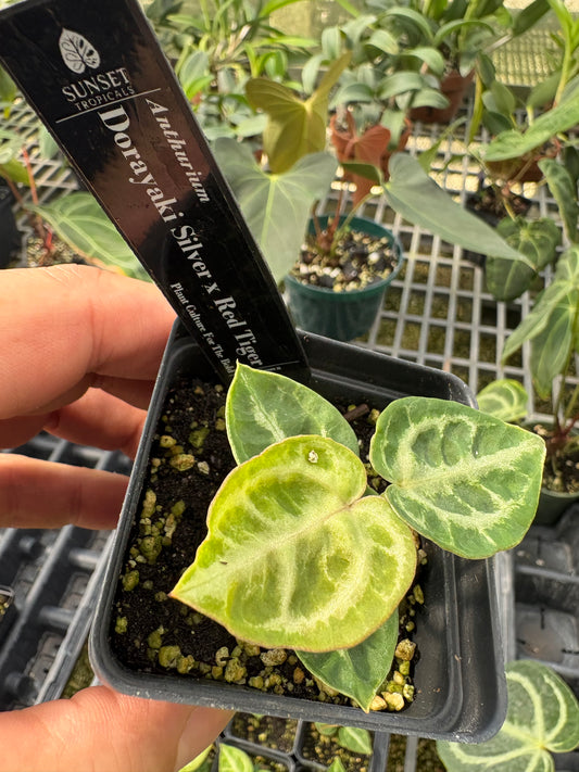 Anthurium Dorayaki Silver × Red Tiger (Seedling)