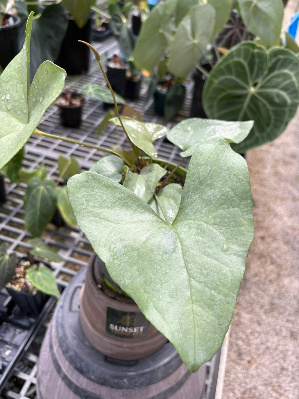 Anthurium Diabolense (0709)