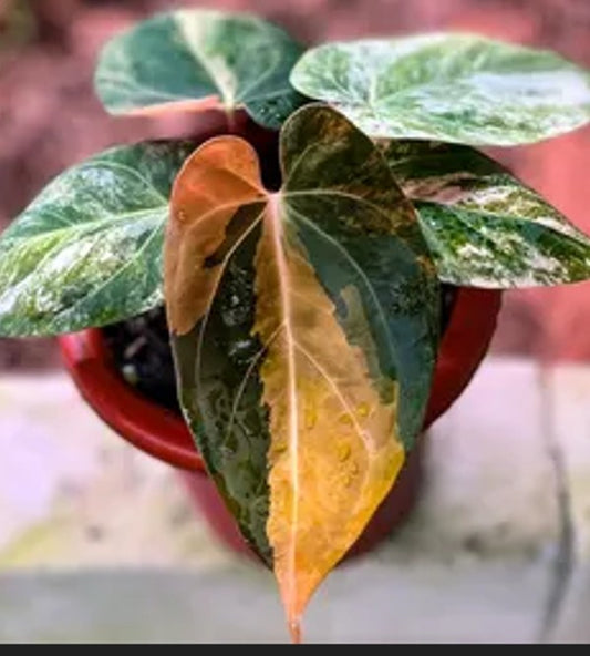 Anthurium Dark Phoenix Variegated TC (in vitro)