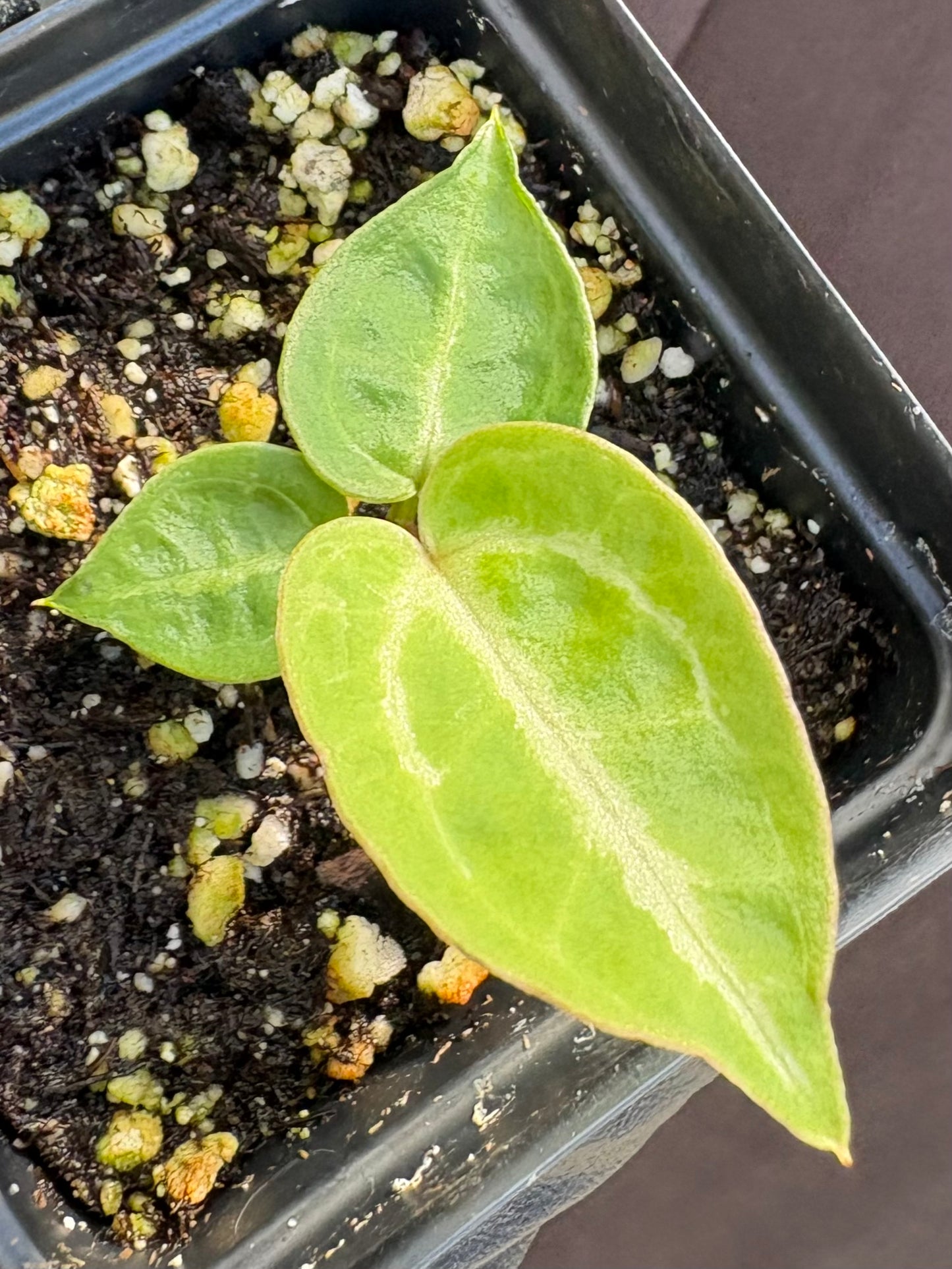 Anthurium Dorayaki Silver × Red Tiger