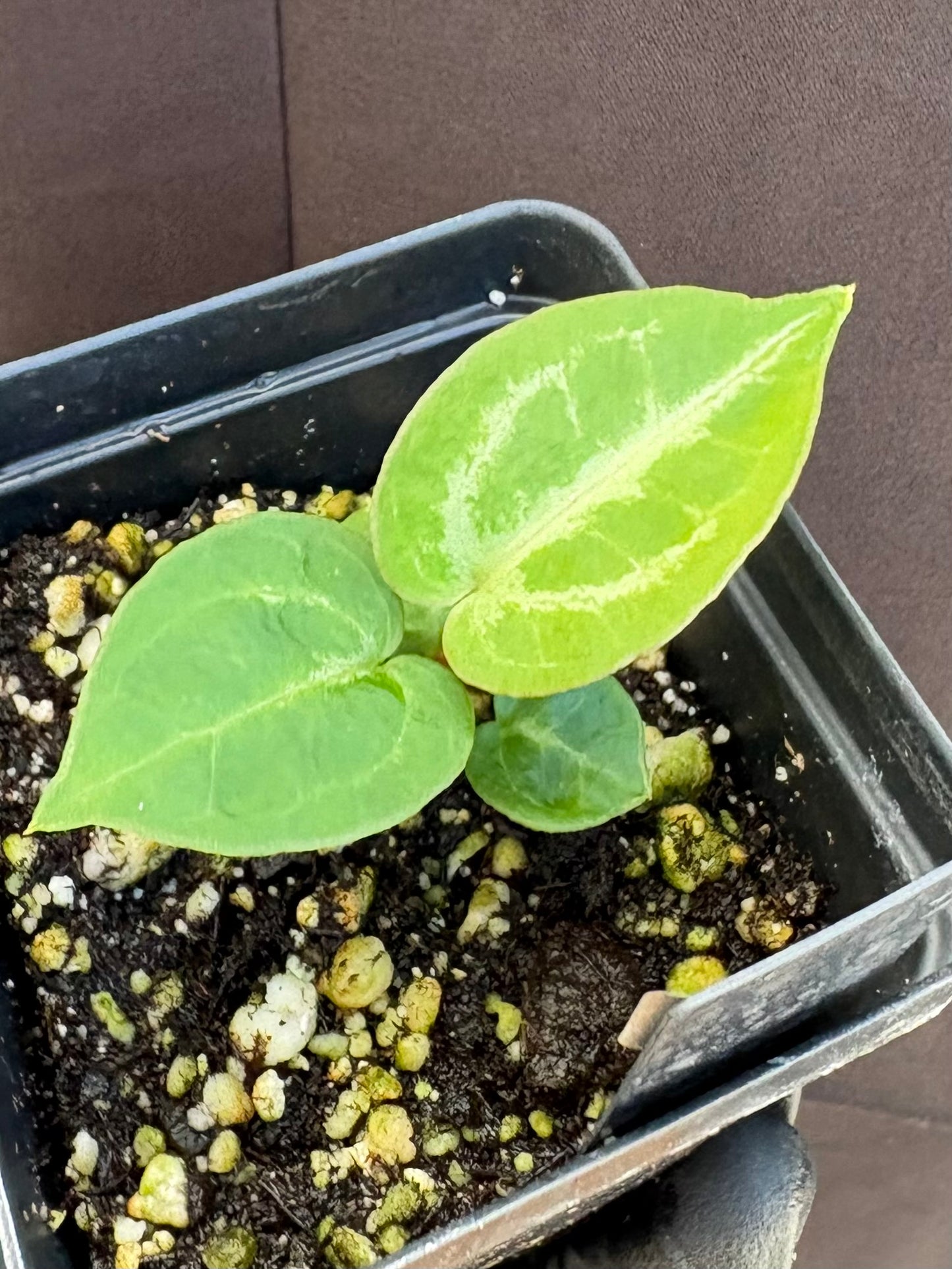 Anthurium Dorayaki x Silver Tiger
